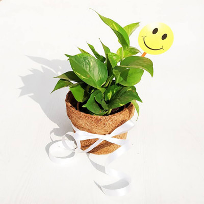 Eco friendly Green Money Plant with Smiley
